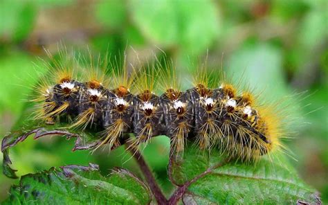 The Browntail Moth is spreading. Here is what you need to know. | Green ...