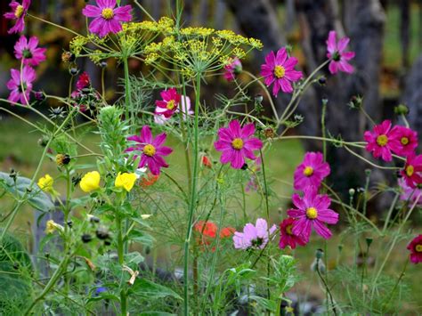 What Grows Well With Cosmos: Tips On Companion Planting With Cosmos