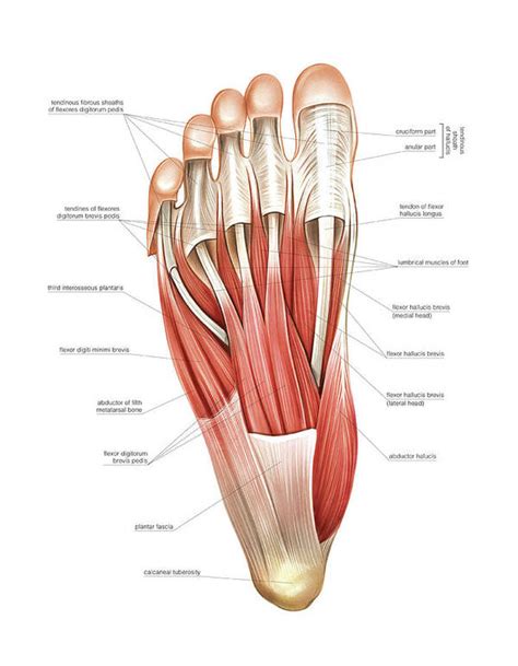 Interosseous Muscles Of The Foot Art Print by Asklepios Medical Atlas