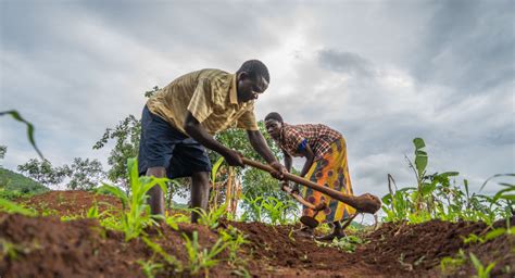 Malawi economy to grow 4.5% in 2019 | African Agribusiness