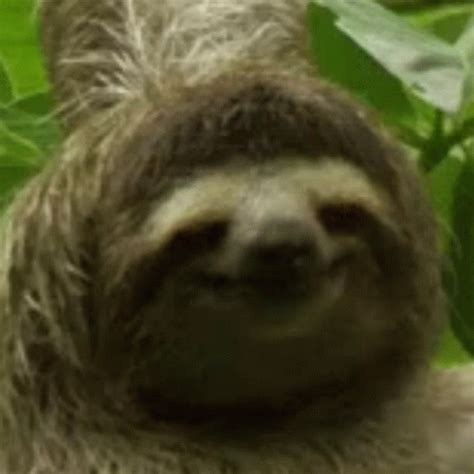 Sloth GIF - Sloth - Discover & Share GIFs