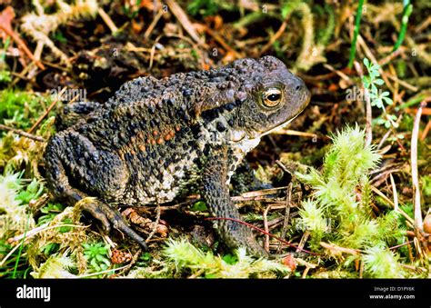 COMMON TOAD [BUFO BUFO] IN HABITAT Stock Photo - Alamy