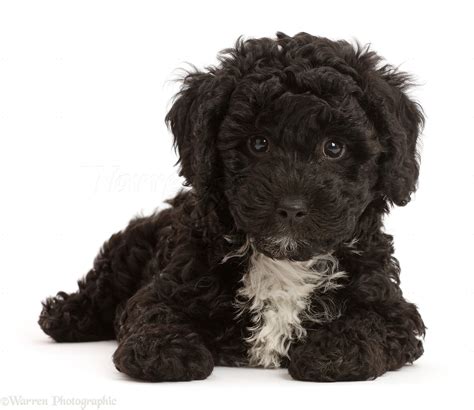 Dog: Black Poodle-cross puppy photo WP46947