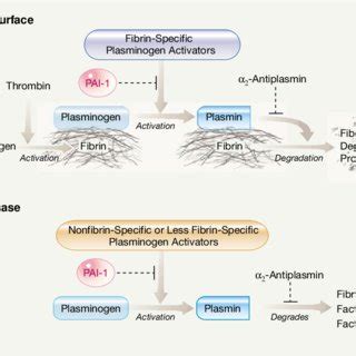 The Fibrinolytic System | Download Scientific Diagram