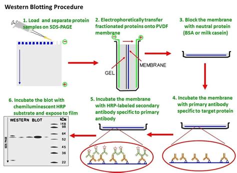 Western Blot Technique: Principle, Procedures and Uses - Learn ...