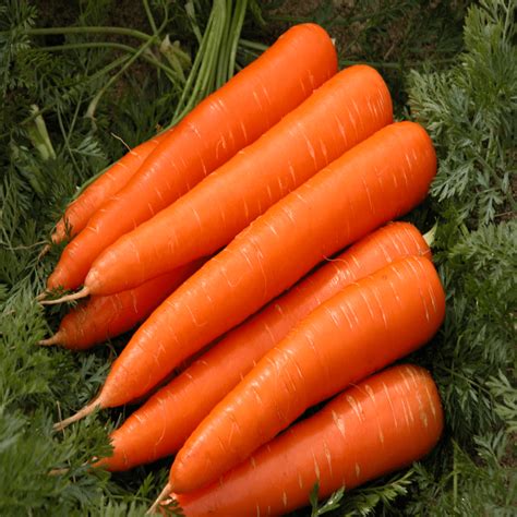 Carrot – Danvers | Hope Seeds