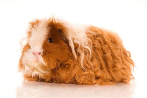 Guinea Pig Breeds, Colors and Patterns (With Pictures) - The Pet Savvy