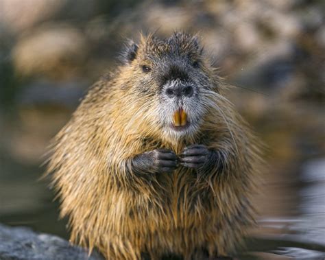 Warning issued as large invasive rodent discovered in Ireland - Agriland.ie