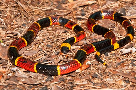 Poisonous Snakes of the Everglades - Captain Mitch's * Everglades ...