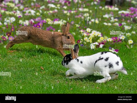 Playing with the rabbit two – Telegraph