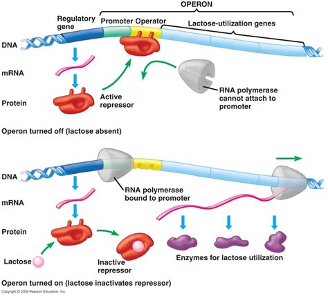 Dr. Fox's II Form Science: The Lac operon continued and other bacteria ...