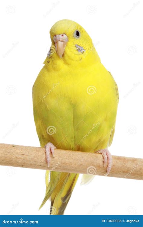 Yellow budgie on a stick stock image. Image of domestic - 13409335