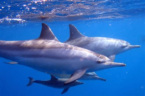 Are Sharks Truly Terrified Of Dolphins? Debunking The Myth