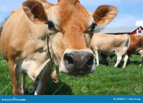 A Beautiful Brown Jersey Cow Stock Image - Image of natural, chewing ...