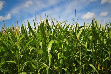 750+ Corn Field Pictures [HD] | Download Free Images on Unsplash