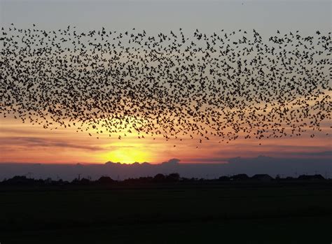 Bird Migration - The BackYard Naturalist | The BackYard Naturalist