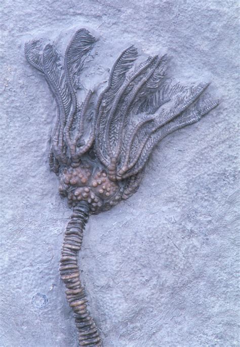 Fossil Crinoid Or Sea Lily Photograph by Kaj R. Svensson - Fine Art America