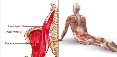 The 3 Best Stretches to Release the Psoas Muscle and Prevent Back Pain