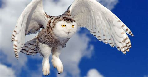 Snowy owls spotted in higher numbers in Iowa this year