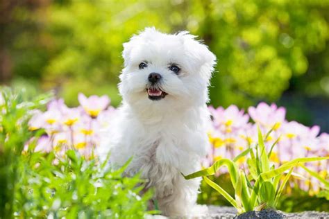 10 Best Maltese Breeders (2024): Our Top 10 Picks!