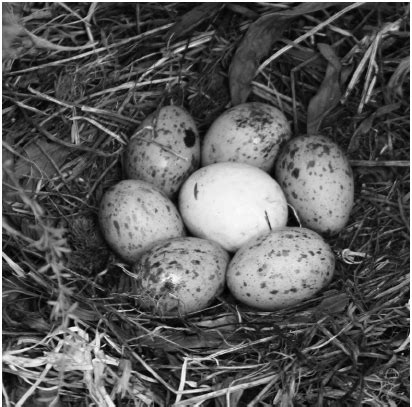 Pukeko nest containing 6 pukeko eggs (spotted and laying around edge of ...