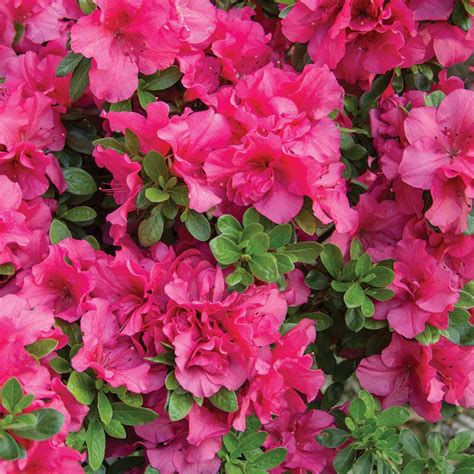 Azalea japonica Pink Colourful Evergreen Outdoor Garden Shrub Plant in ...