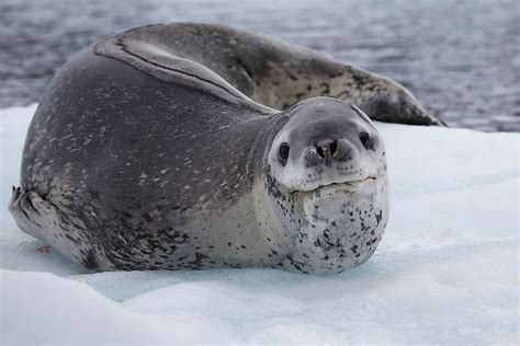 The Different Types of Seals - WorldAtlas