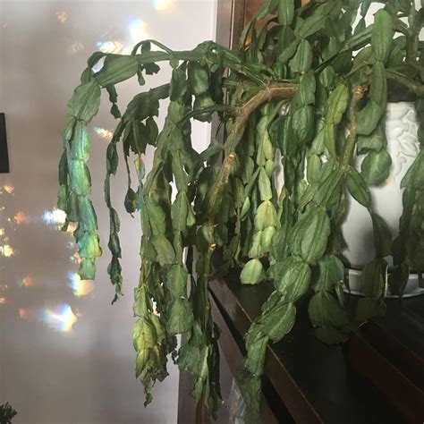 Christmas cactus care tips? It’s pretty wrinkly and wilted. Should I ...