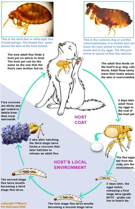 The Flea Lifecycle Simplified