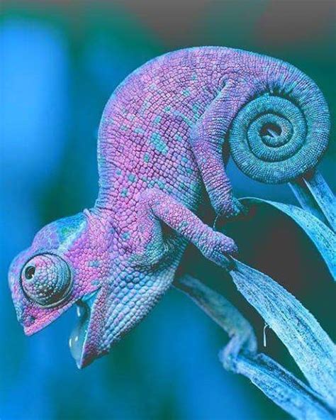 Purple and blue chameleon #chameleon #chameleons #chameleonsofinstagram ...