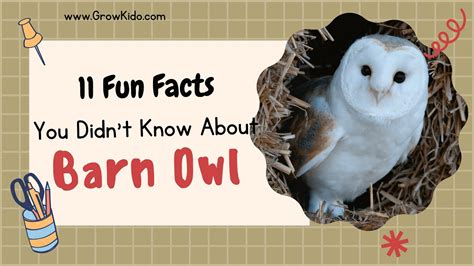 11 (New) Barn Owl Facts You Didn't Know [Must Check #3] - YouTube