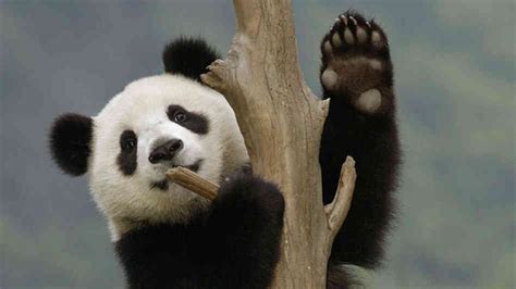 Panda cub waving from a tree at China's Wolong Nature Reserve. Pandas ...