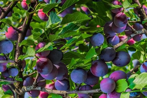 Fruit Trees North Florida : Peach Trees Planting Growing And Harvesting ...