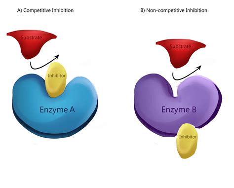 Enzyme Inhibition - Types of Inhibition - TeachMePhysiology