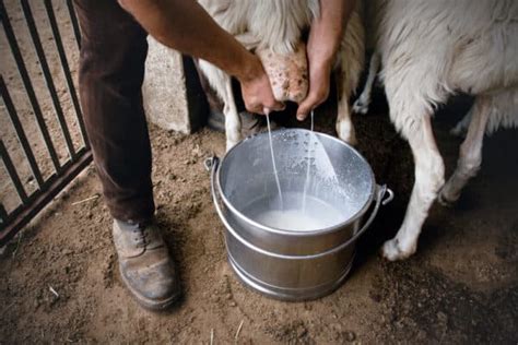 How to Raise Dairy Sheep and Some Tips to Get You Started