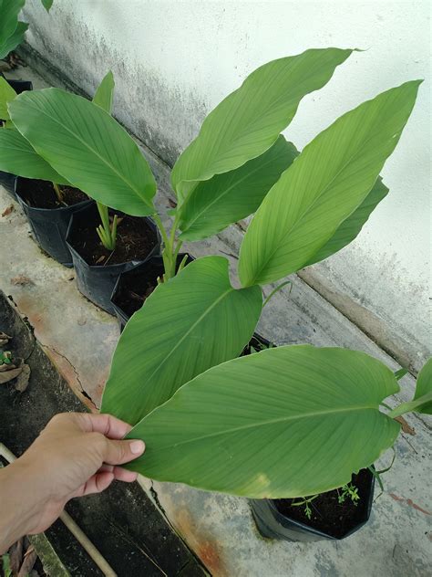 Supaya Daun Kunyit Lebar & Subur, Letak Pokok Bawah Tempat Teduh Begini ...