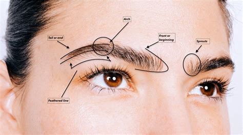 Feathered Brow® Microfeather® on Instagram: “Brow Anatomy 101 // # ...