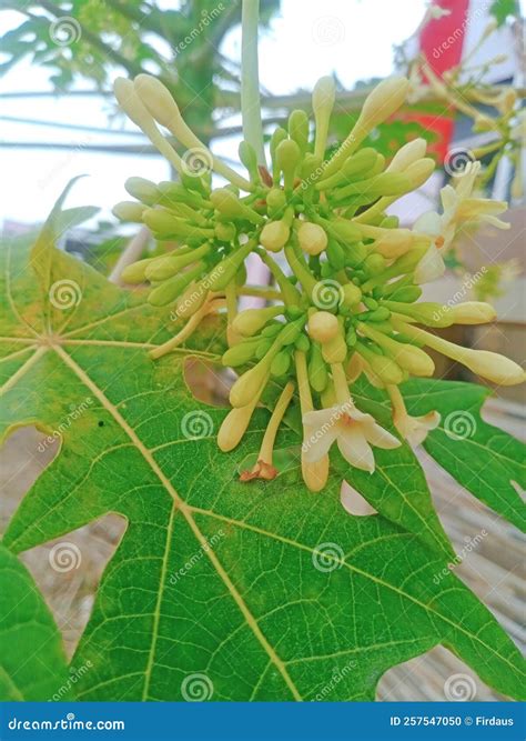 Flower from Tree Pawpaw with Visible Flowers Very Beautiful Stock ...