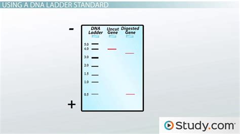 Agarose Gel Electrophoresis: Results Analysis - Lesson | Study.com