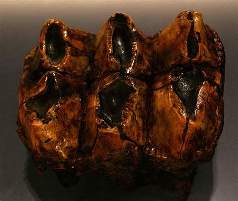 Louisville Fossils and Beyond: Mastodon Tooth