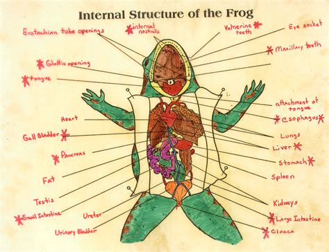 Body Parts Of A Frog Diagram