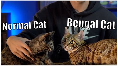 Bengal Cat Size Compared To Domestic Cat