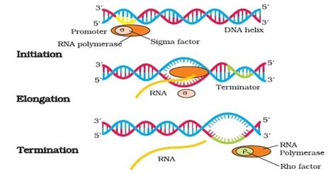 Prokaryotic Transcription Enzymes Steps Significance | Free Download ...