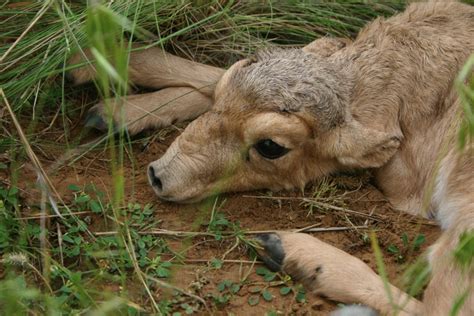 SAIGA EMERGENCY APPEAL- gallery - Peoples Trust for Endangered ...