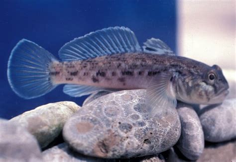 Top 5 Freshwater Goby Species For Your Fish Tank (Care Guide)