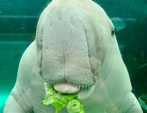 Meet our Resident Dugong | Sea Cow Facts | SEA LIFE Sydney