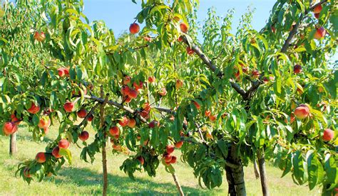 Late peaches | Peach trees, Fruit garden, Peach