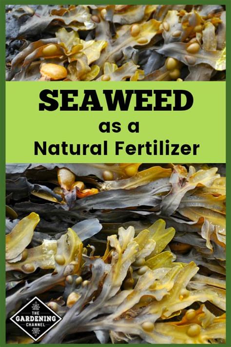 Seaweed as a Natural Fertilizer - Gardening Channel