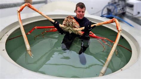 WORLD'S BIGGEST CRABS - YouTube