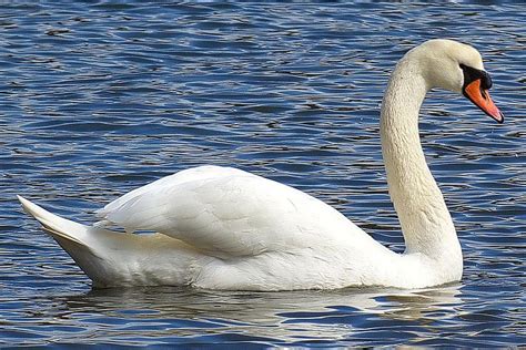 The Mute Swan's Habitat, Migration, and More